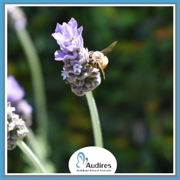 Primavera, polen y oídos